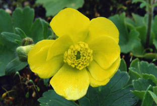 Ranunculus creticus